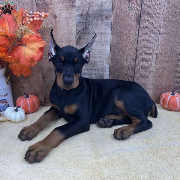 Nova, Doberman Pinscher Puppy